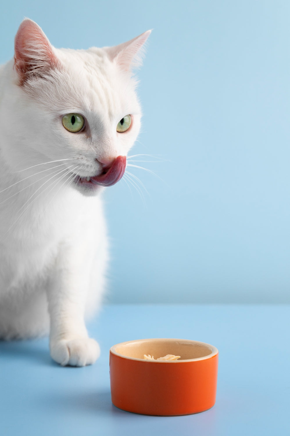 Can My Pet Eat That? 10 Common Thai Foods That Are Unsafe for Dogs and Cats